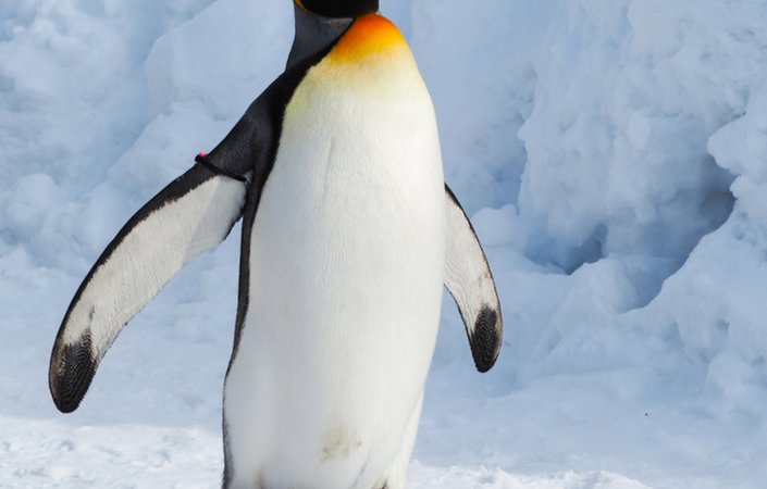 Linux Expertise | © Shutterstock